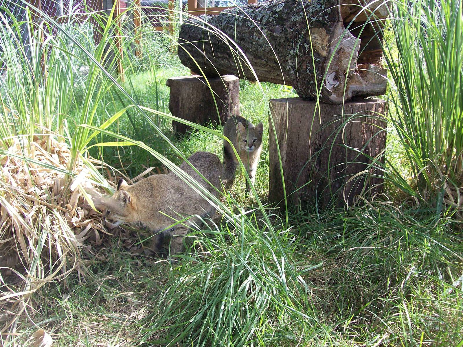 Pampas Cats