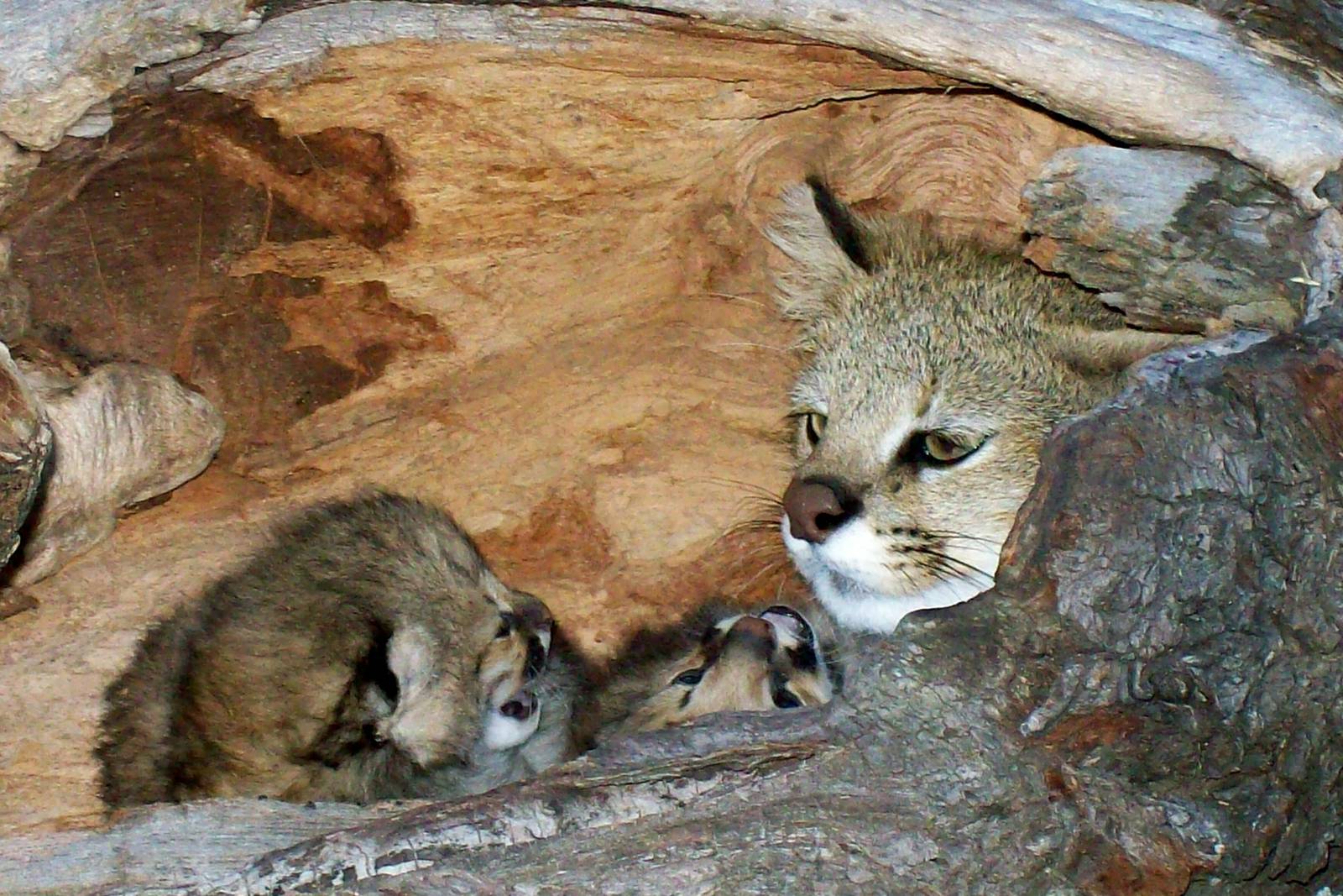 Pampas Cats