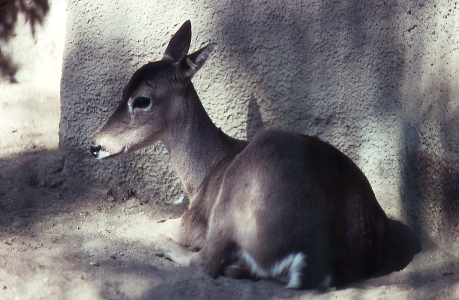 Pampas Deer - 1990