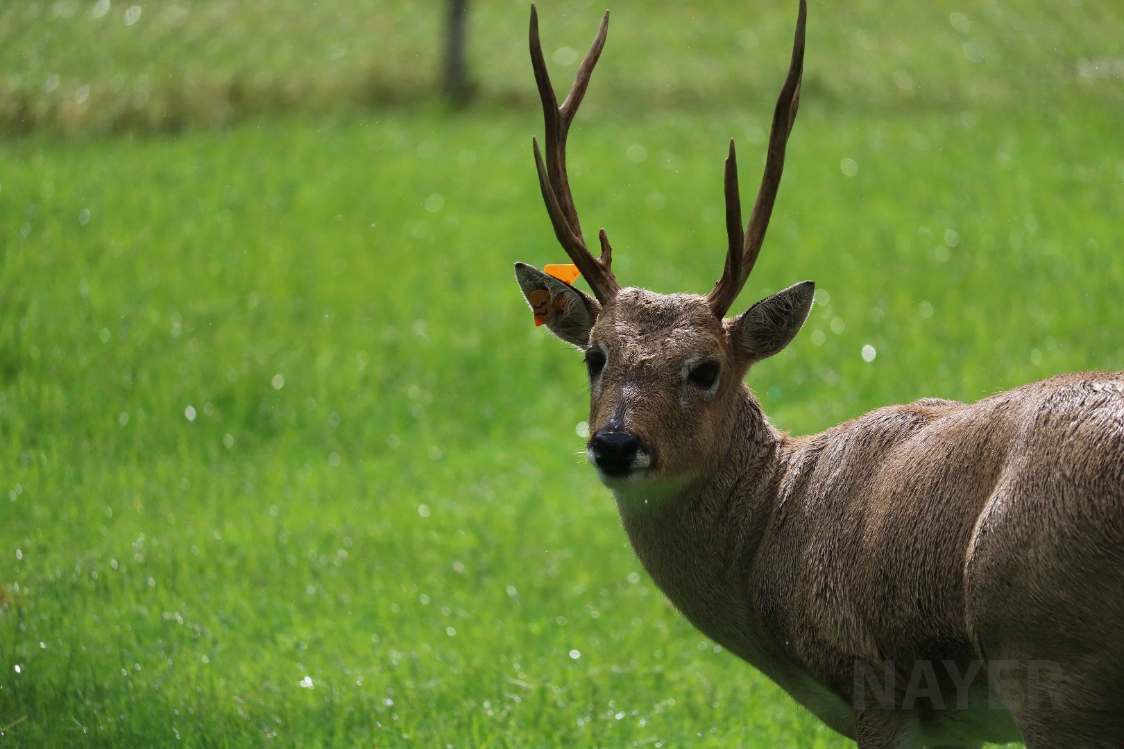 Pampas deer, May 2016