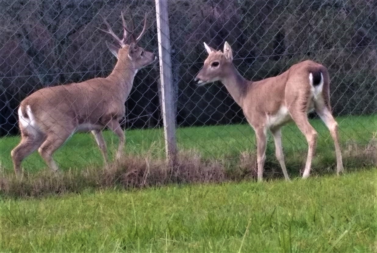 Pampas Deer (Ozotoceros bezoarticus)