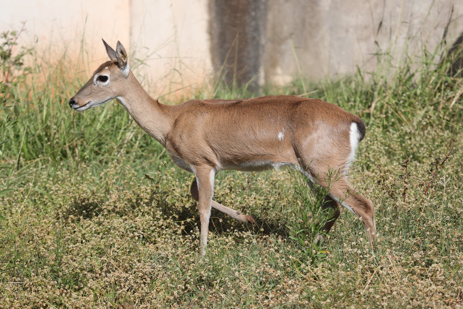Pampas deer (Ozotoceros bezoarticus)