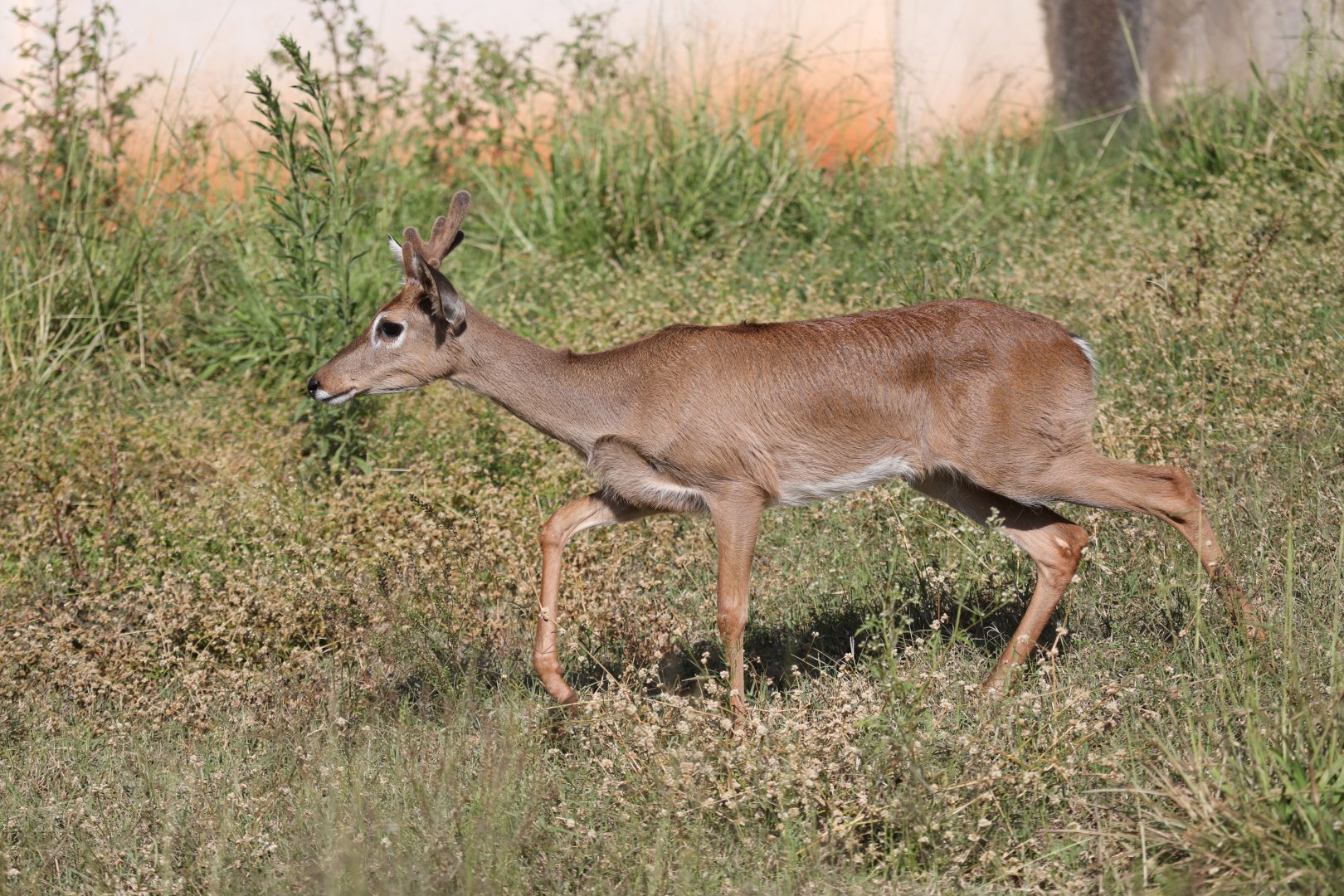 Pampas deer (Ozotoceros bezoarticus)