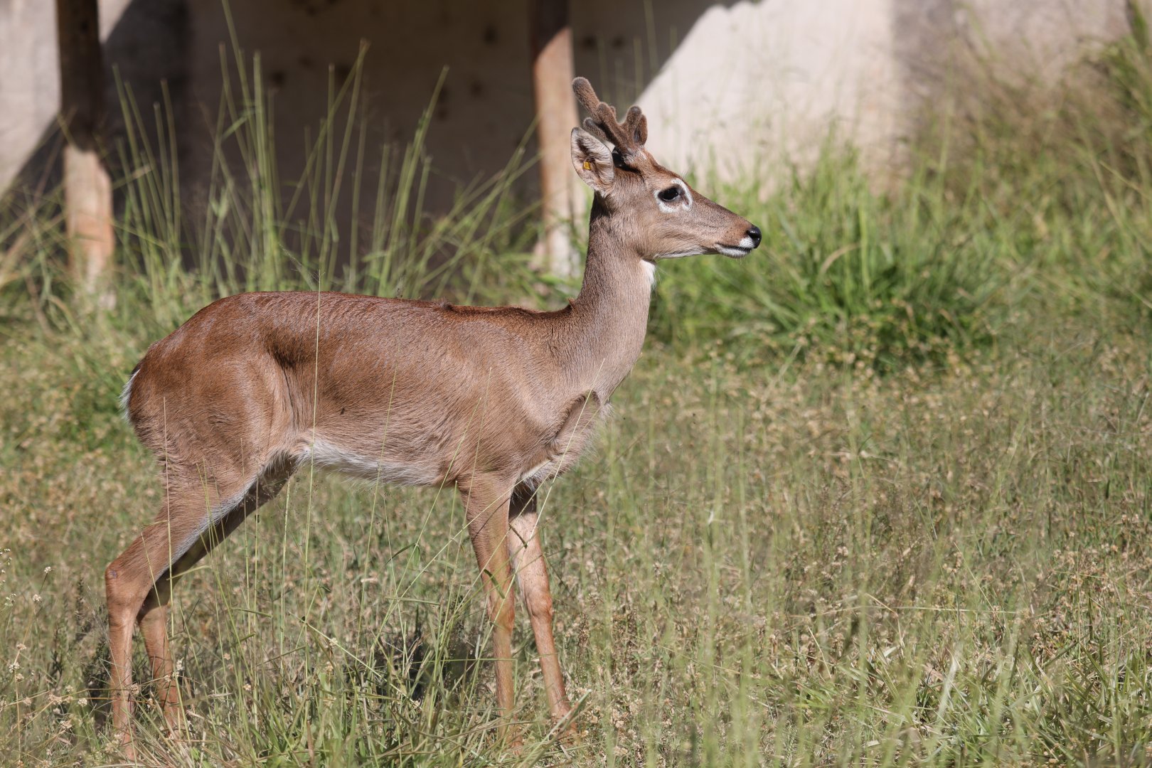 Pampas deer (Ozotoceros bezoarticus)