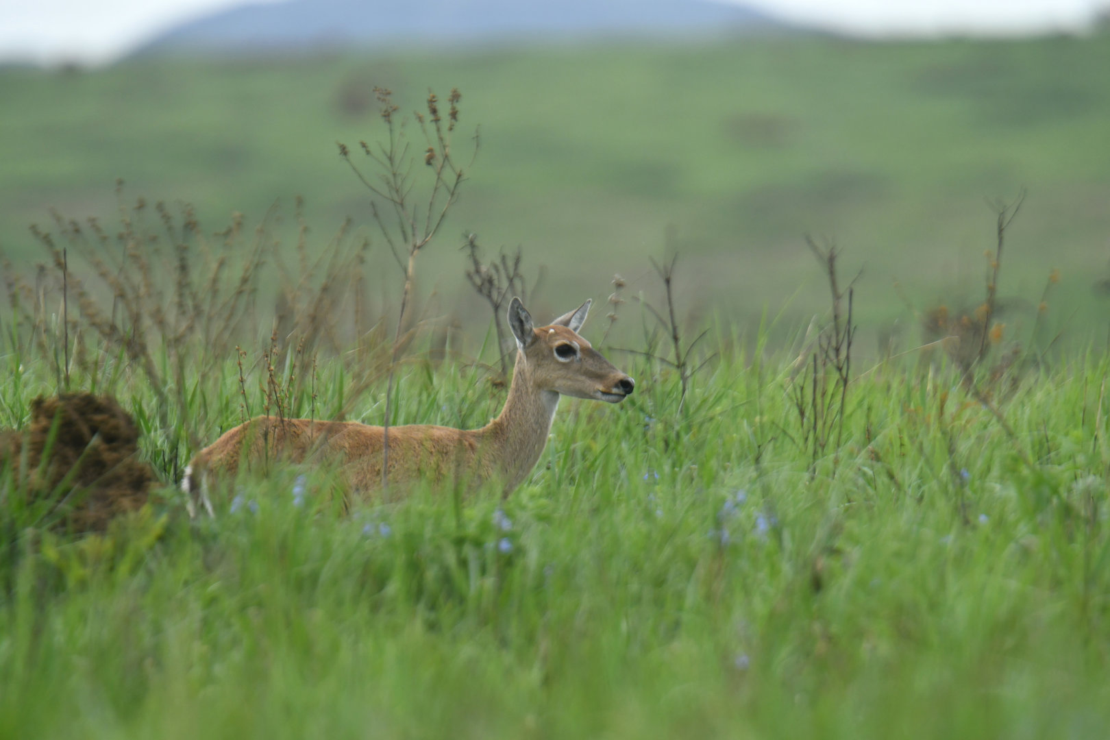 Pampas deer (Ozotoceros bezoarticus)