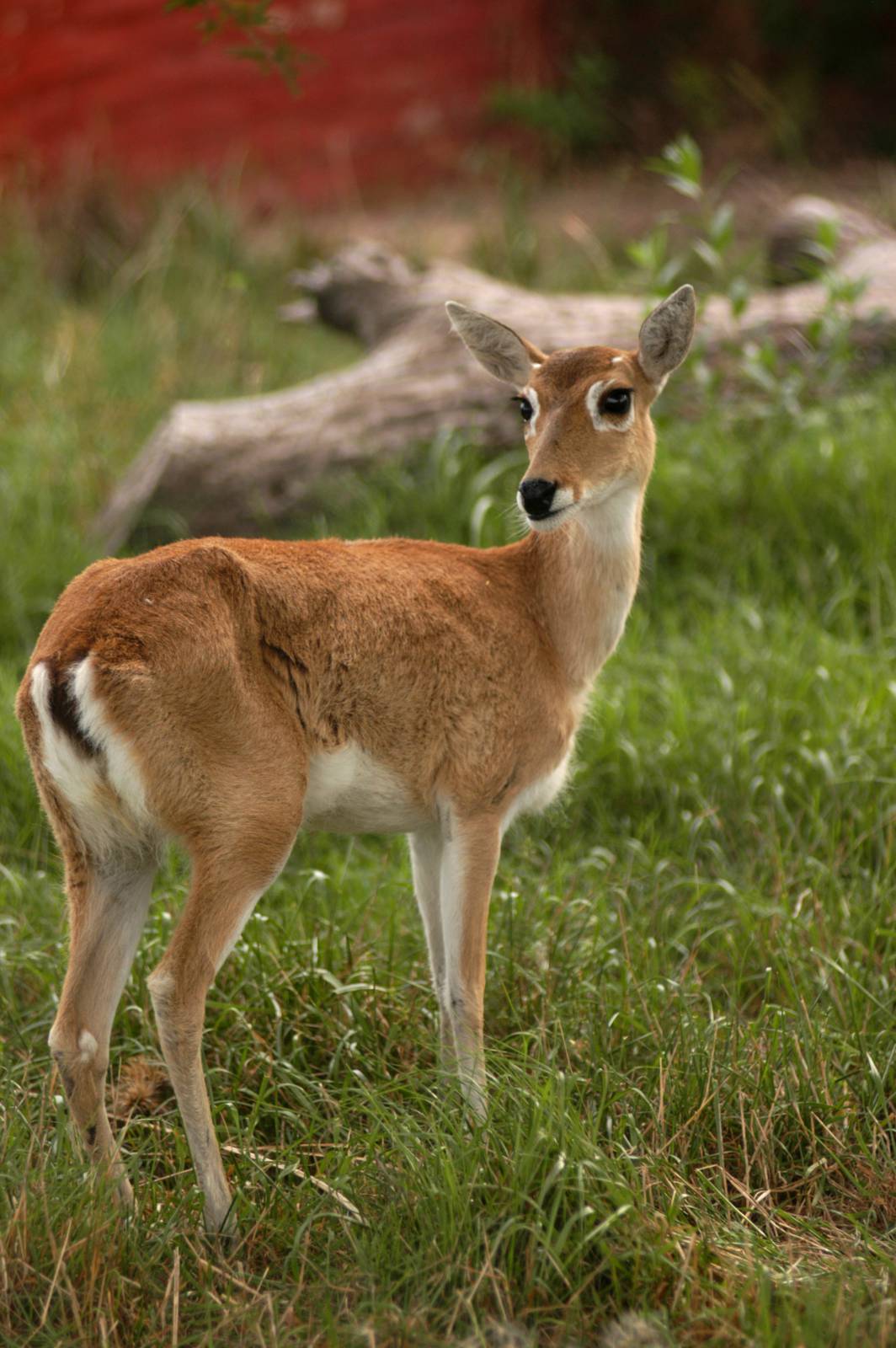 Pampas Deer