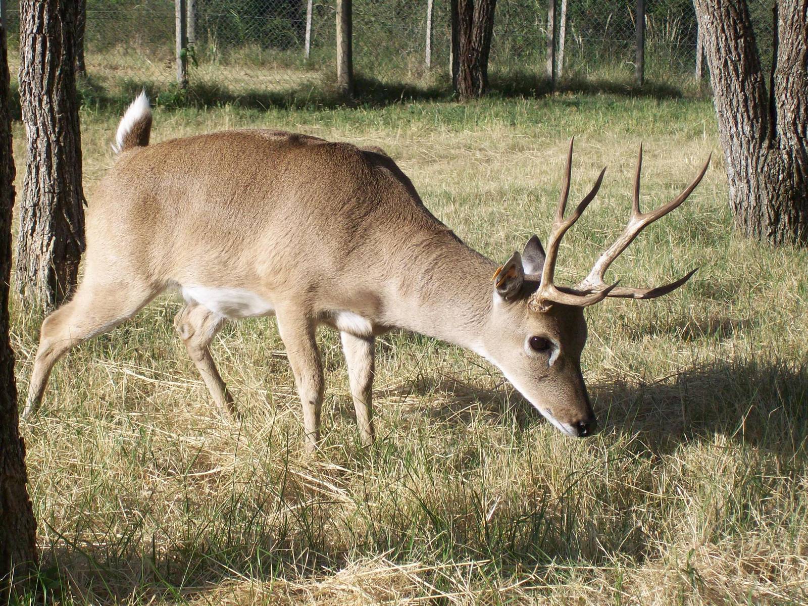 Pampas Deer