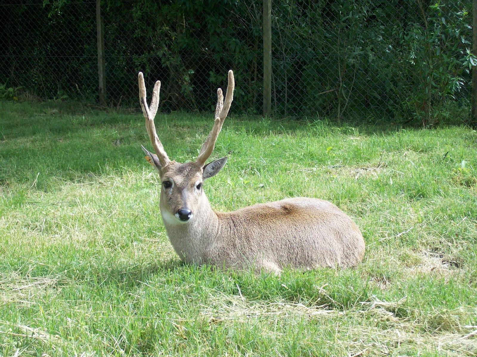 Pampas Deer