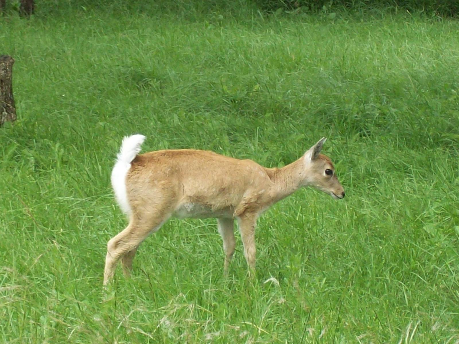Pampas Deer