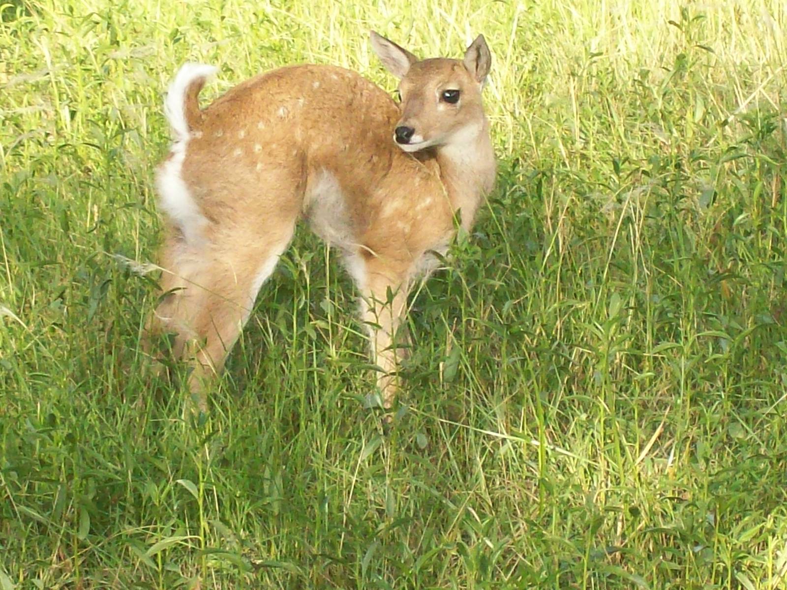 Pampas Deer