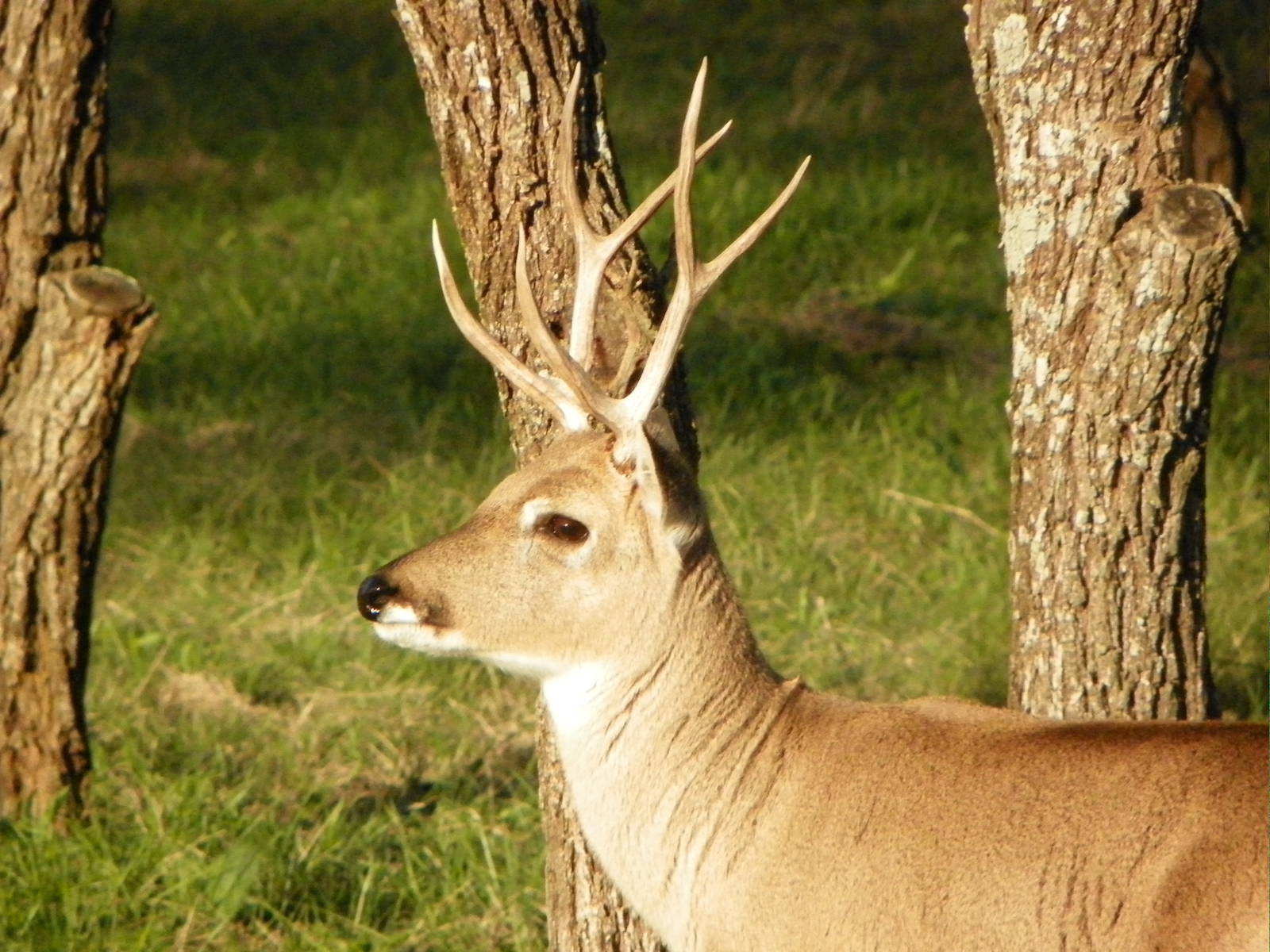 Pampas Deer