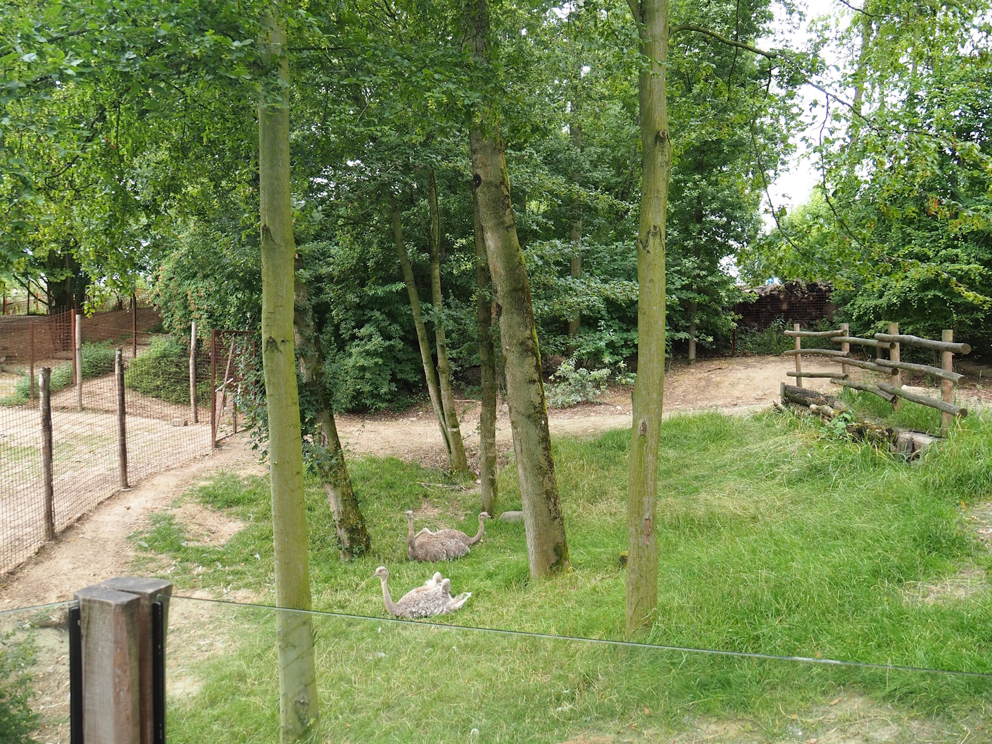 Pampas exhibit - Darwin's rhea separation paddock, 2023-07-18