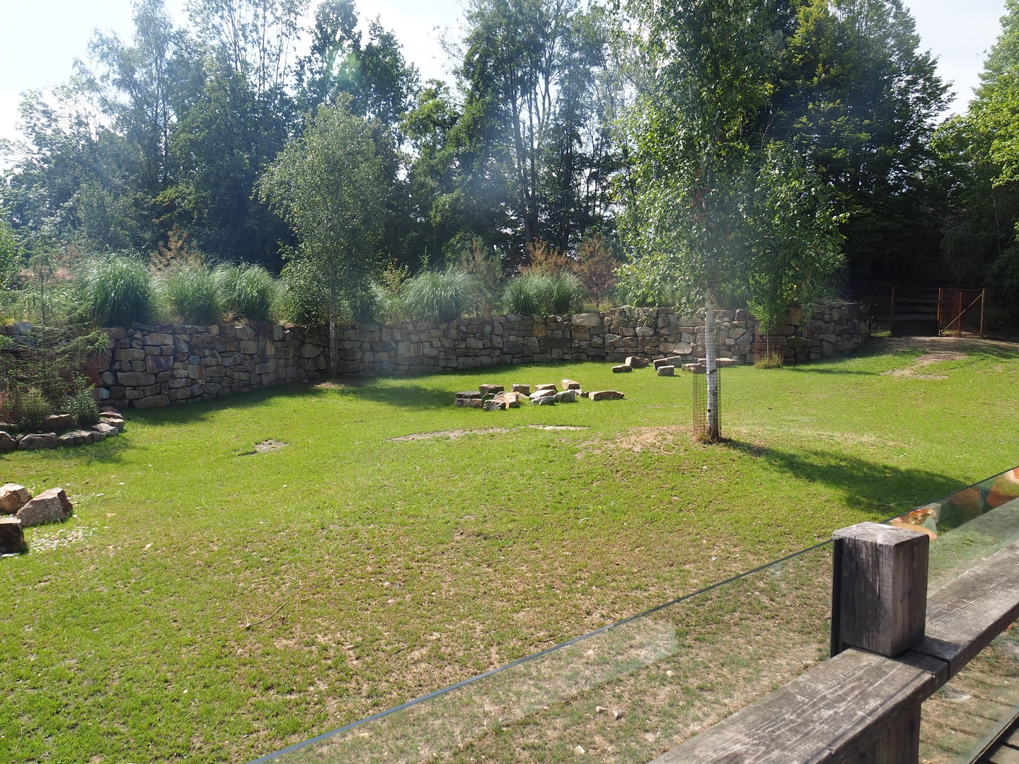 Pampas exhibit with Vicuña, Darwin's rhea and Lowland tapir, 2022-08-20