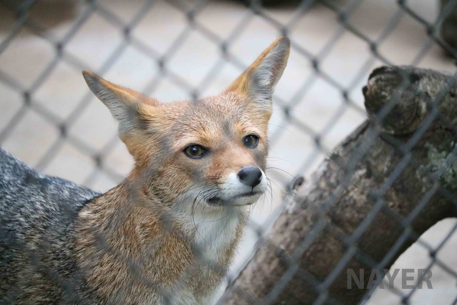 Pampas fox, March 2016