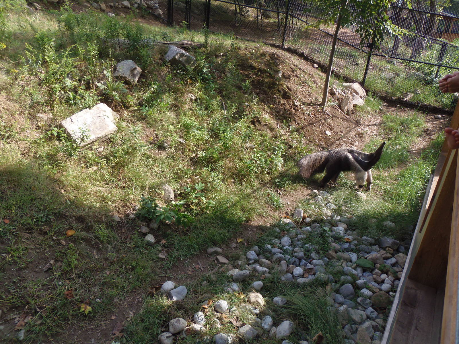 Pampas Plains- Anteater Viewing