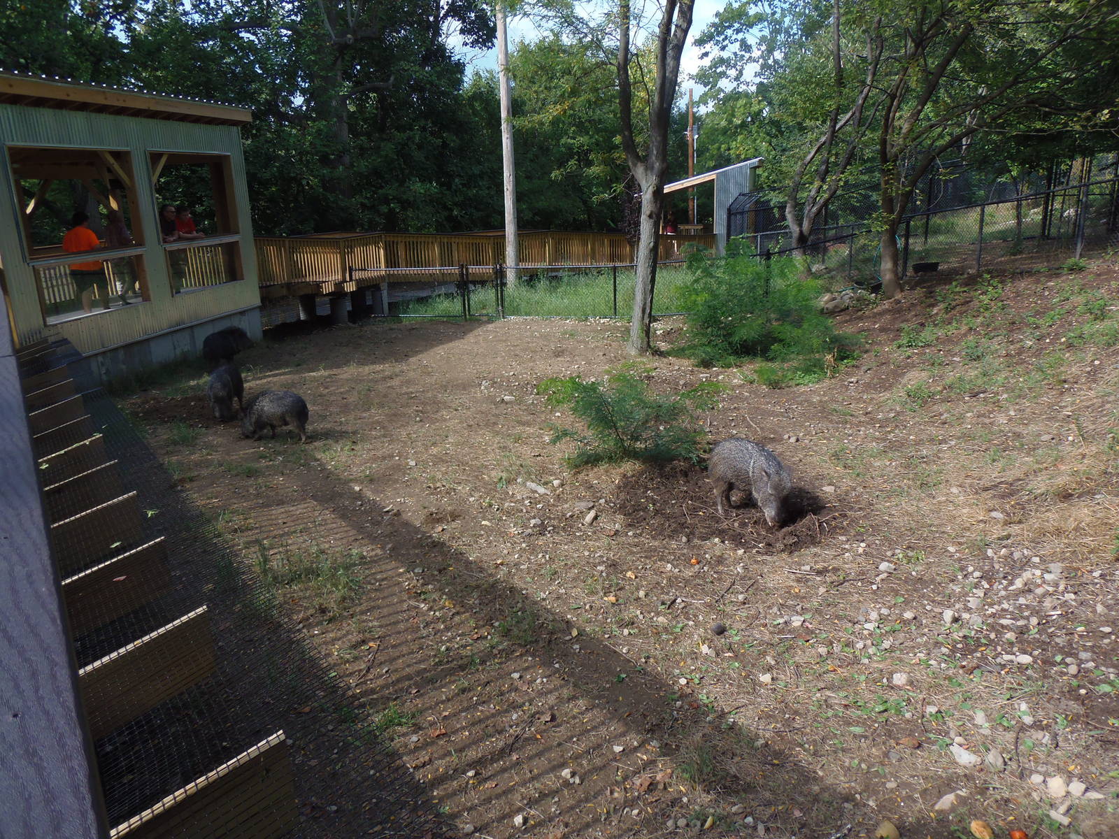 Pampas Plains- Chacoan Peccary Exhibit Viewing