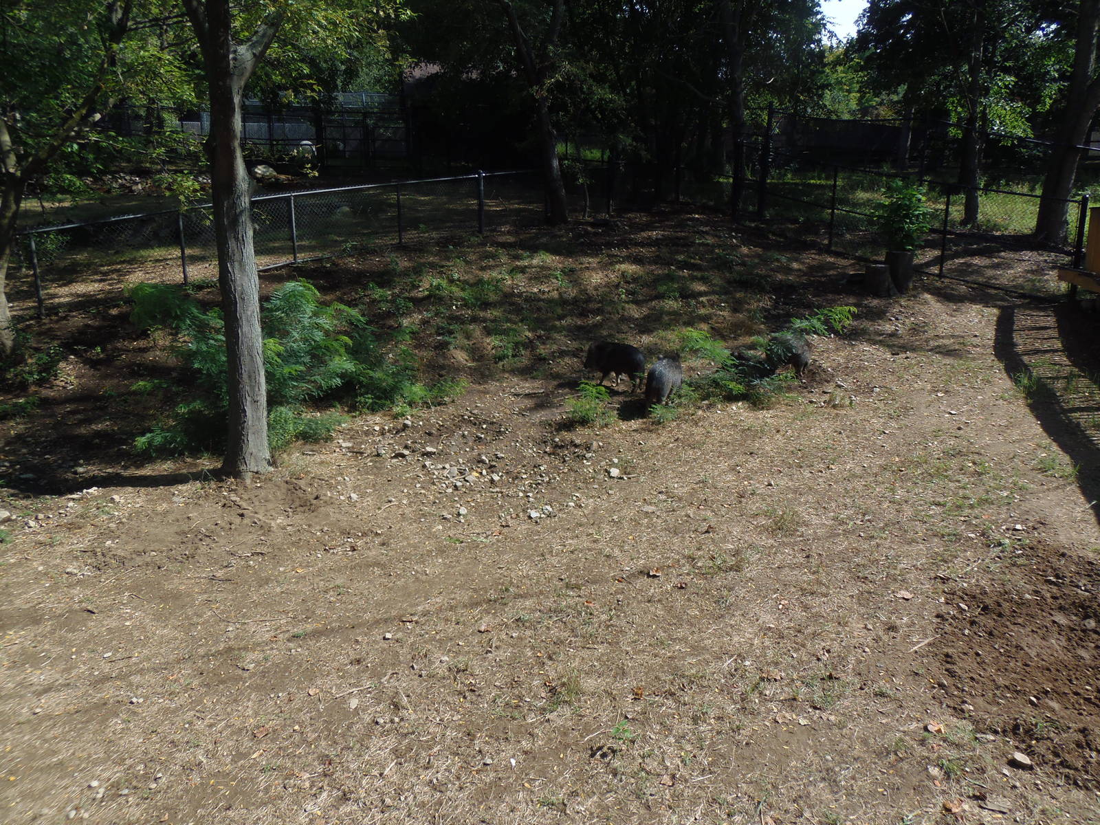 Pampas Plains- Chacoan Peccary Exhibit