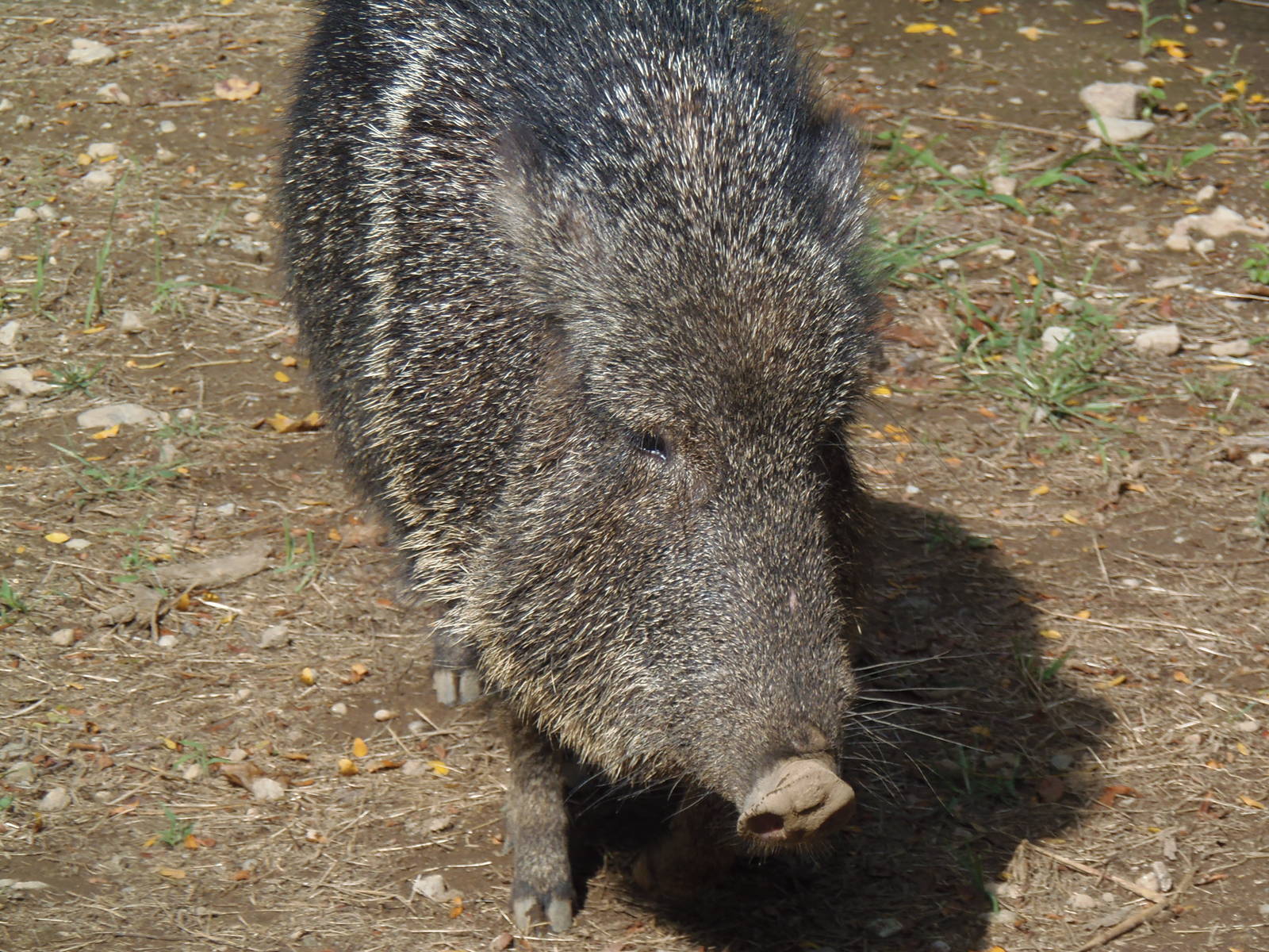 Pampas Plains- Chacoan Peccary