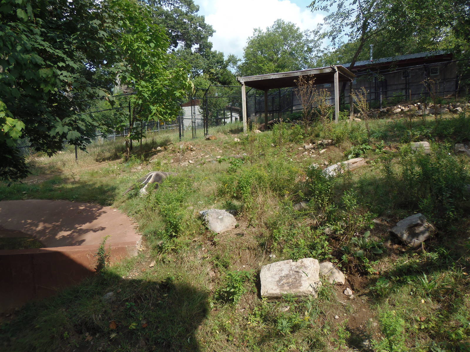 Pampas Plains- Giant Anteater Exhibit