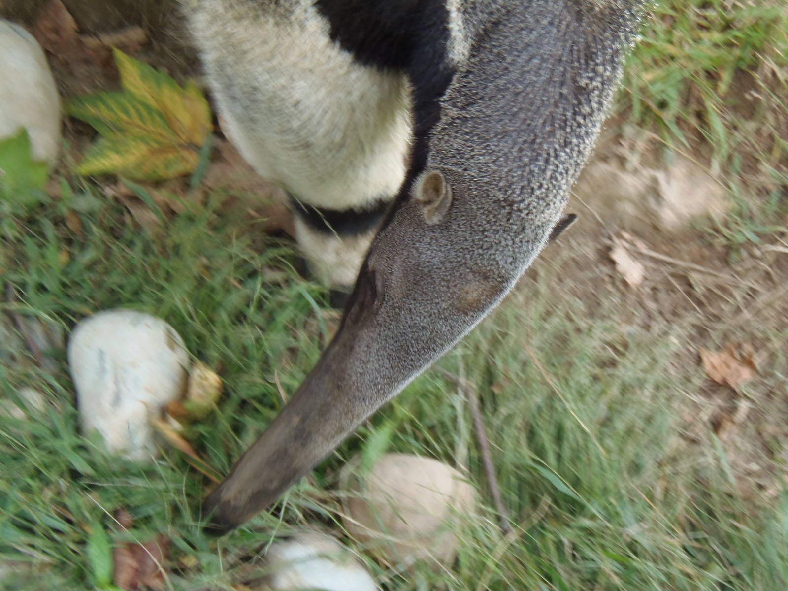 Pampas Plains- Giant Anteater Head