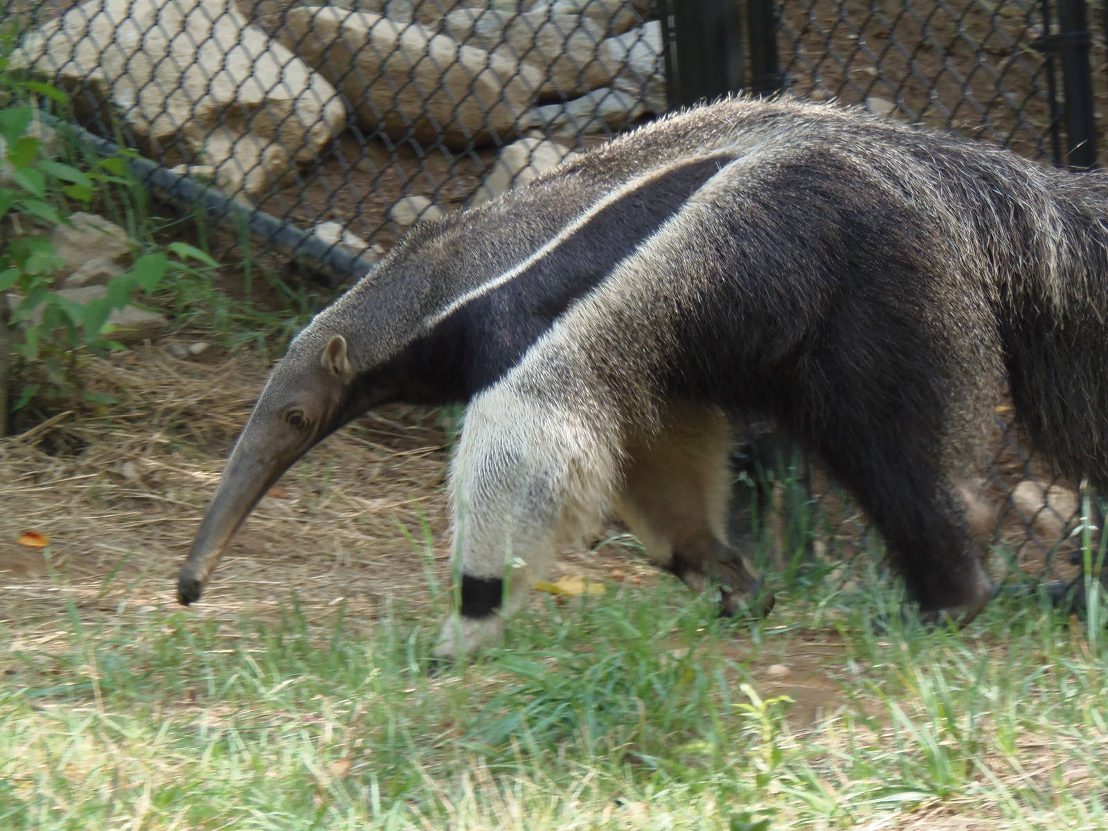 Pampas Plains- Giant Anteater