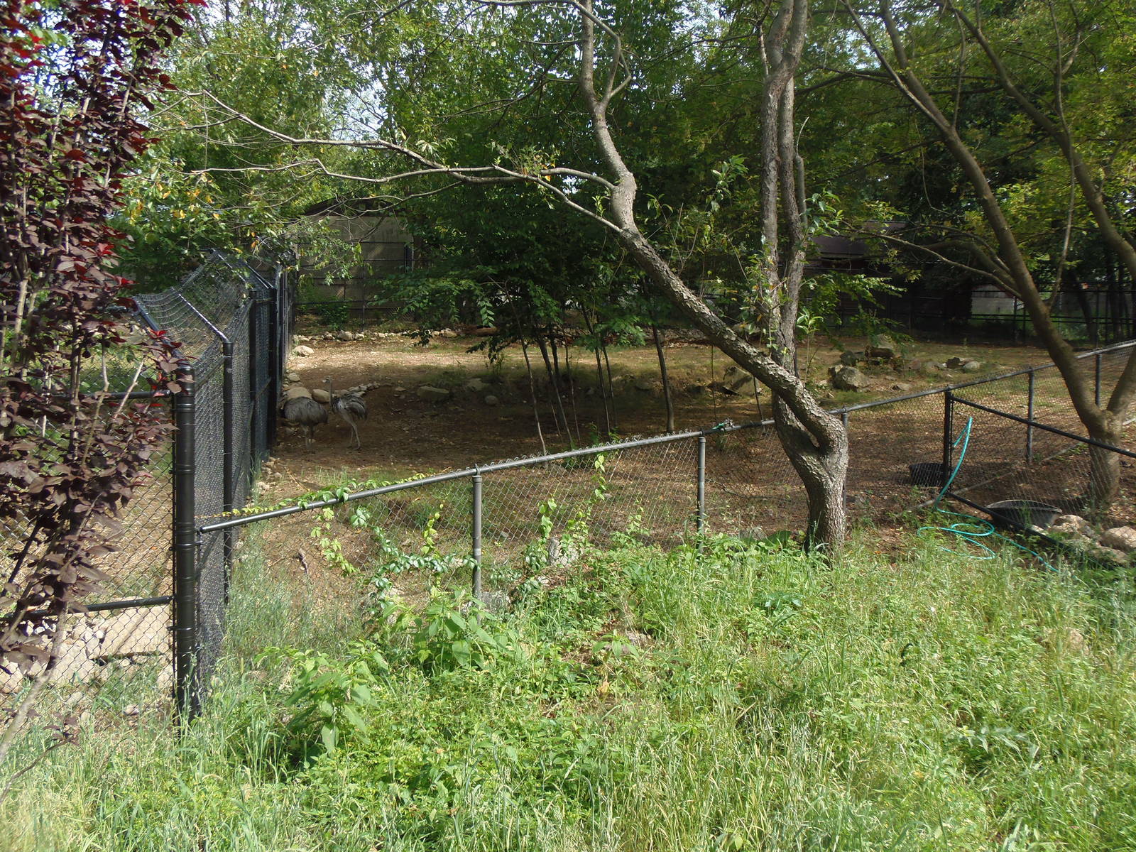 Pampas Plains- Greater Rhea Exhibit