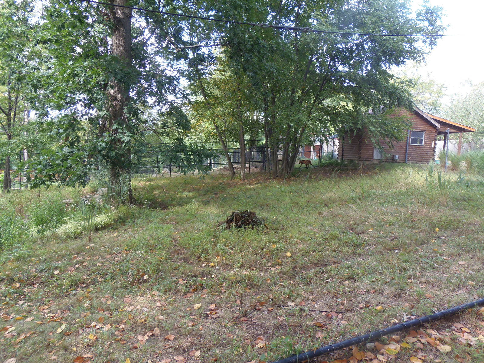 Pampas Plains- Maned Wolf Exhibit
