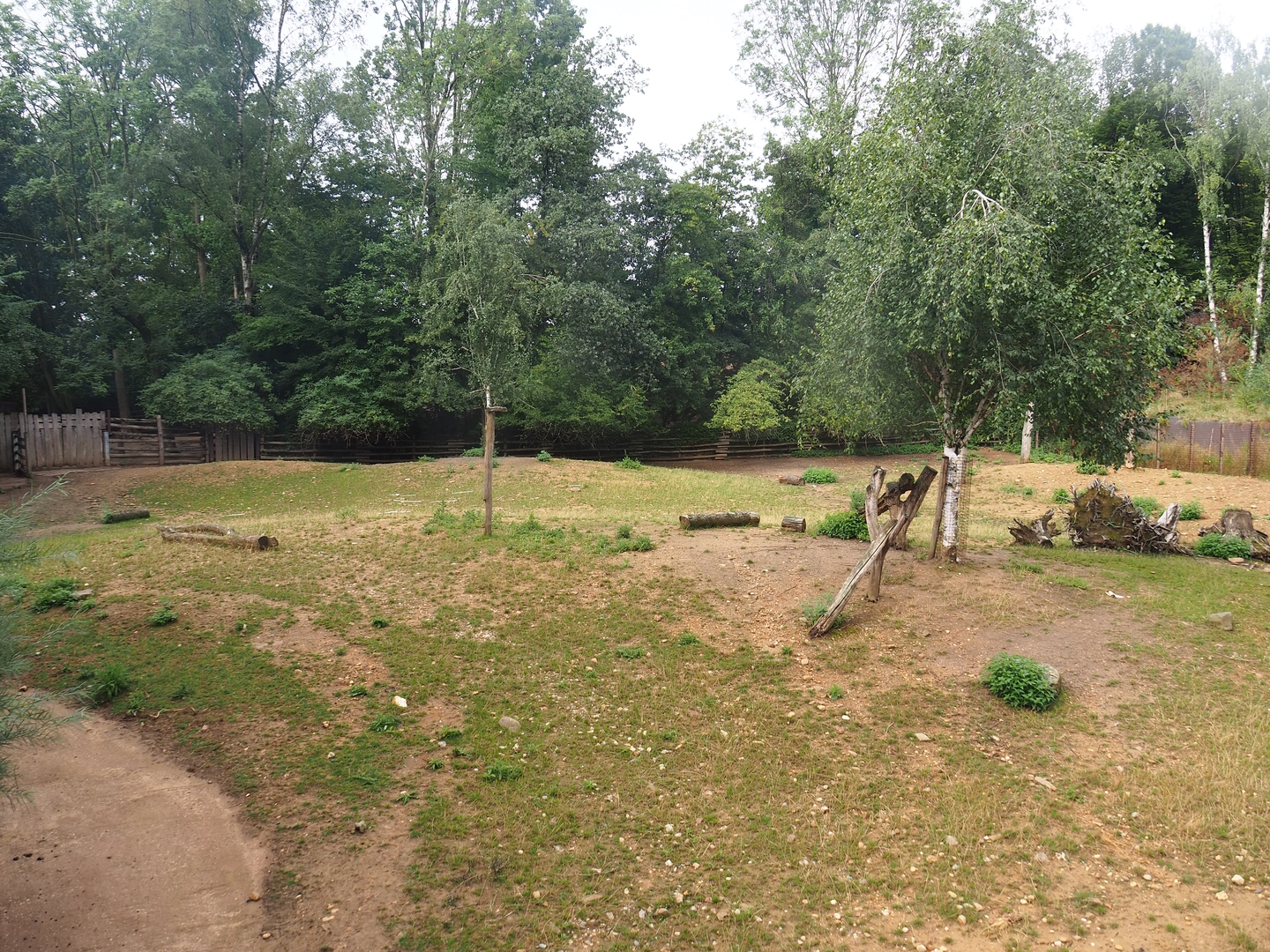Pampas-side part of the Eurasian forest reindeer exhibit (Former musk ox exhibit), 2022-08-20