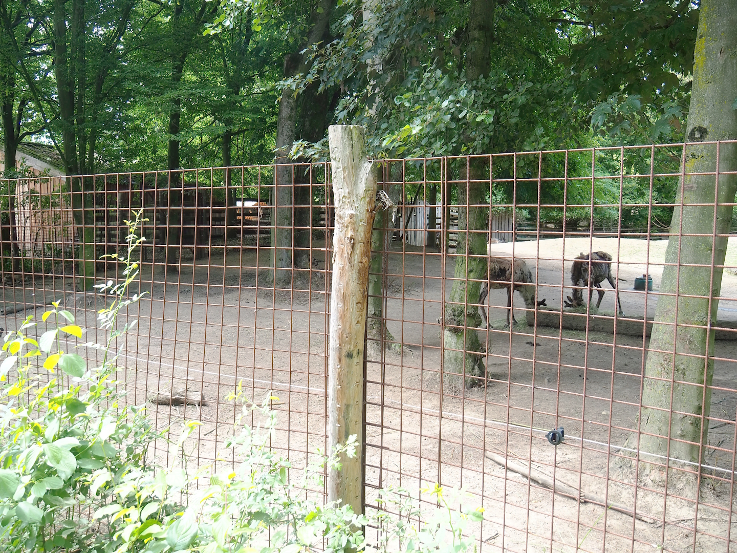 Pampas-side part of the Eurasian forest reindeer exhibit (Former musk ox exhibit), seen from the exit area of the zoo, 2023-07-18