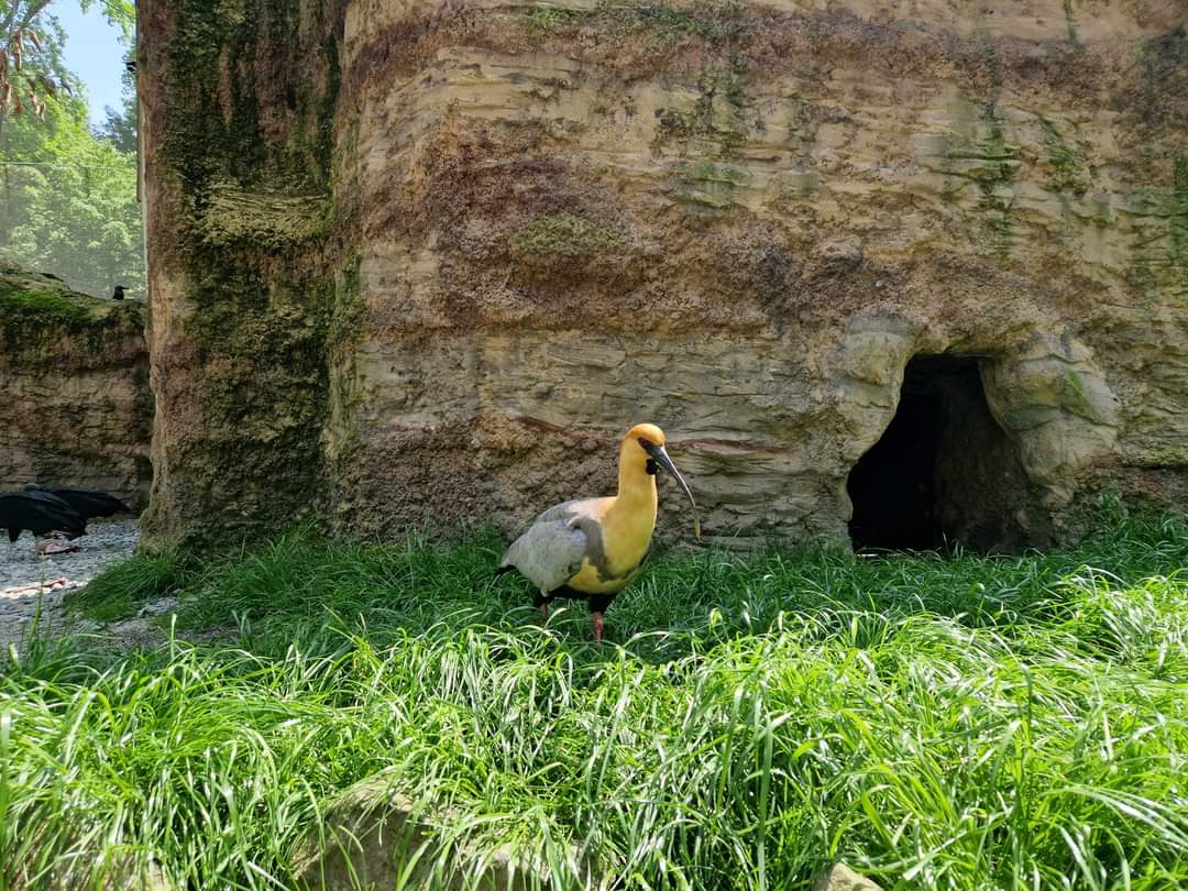 Pampas Walkthrough Aviar