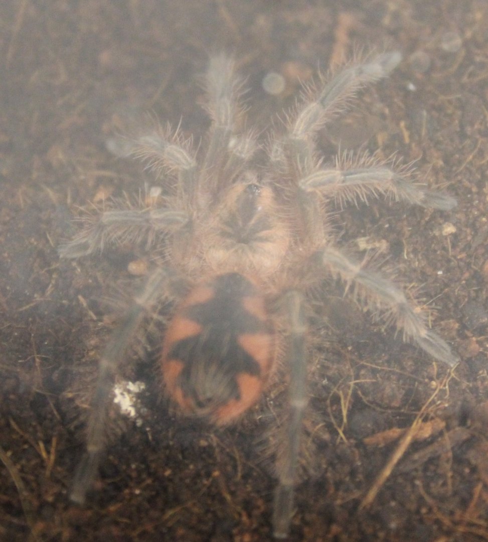 Pamphobeteus platyomma