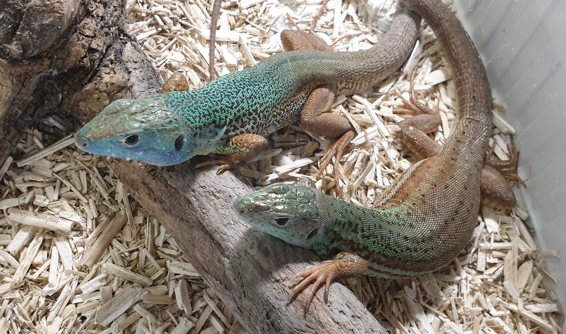 Pamphylian green lizard - Lacerta pamphylica
