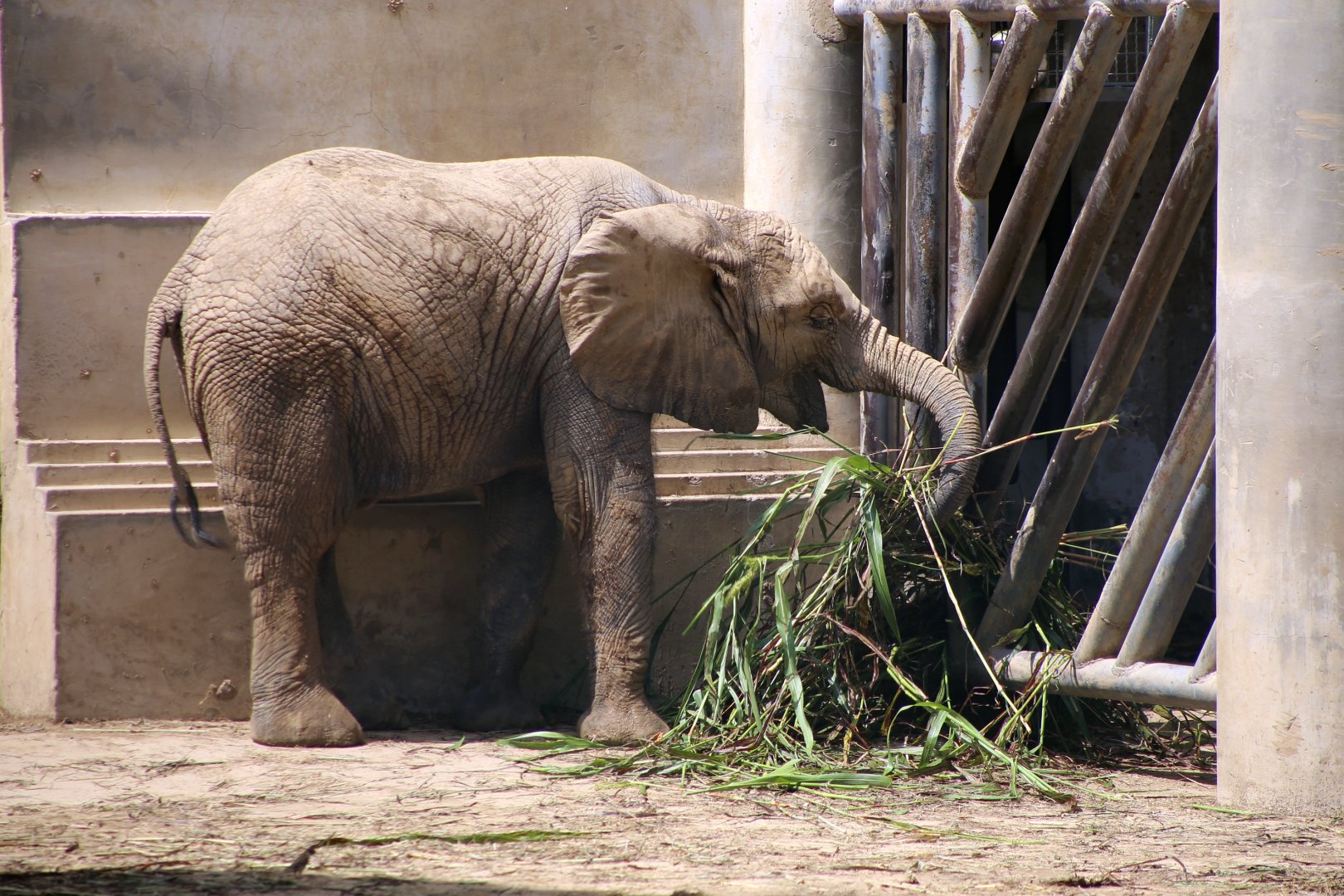 Pan-Liu-Yi, the 2-year-old African Elephant Calf