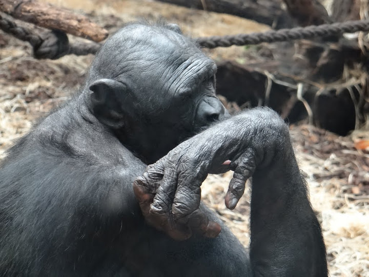 Pan paniscus