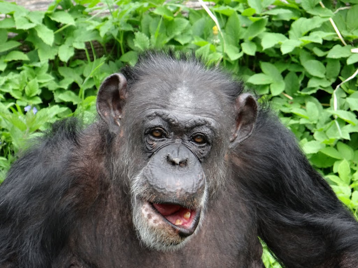 Pan troglodytes
