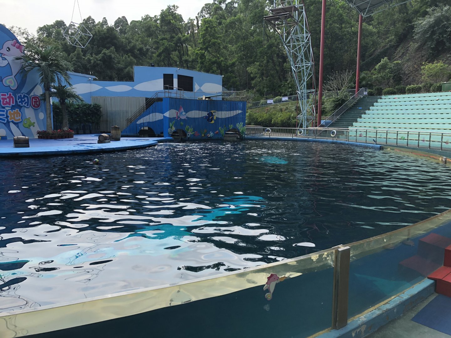 Pan-Tropical Spotted Dolphin Exhibit