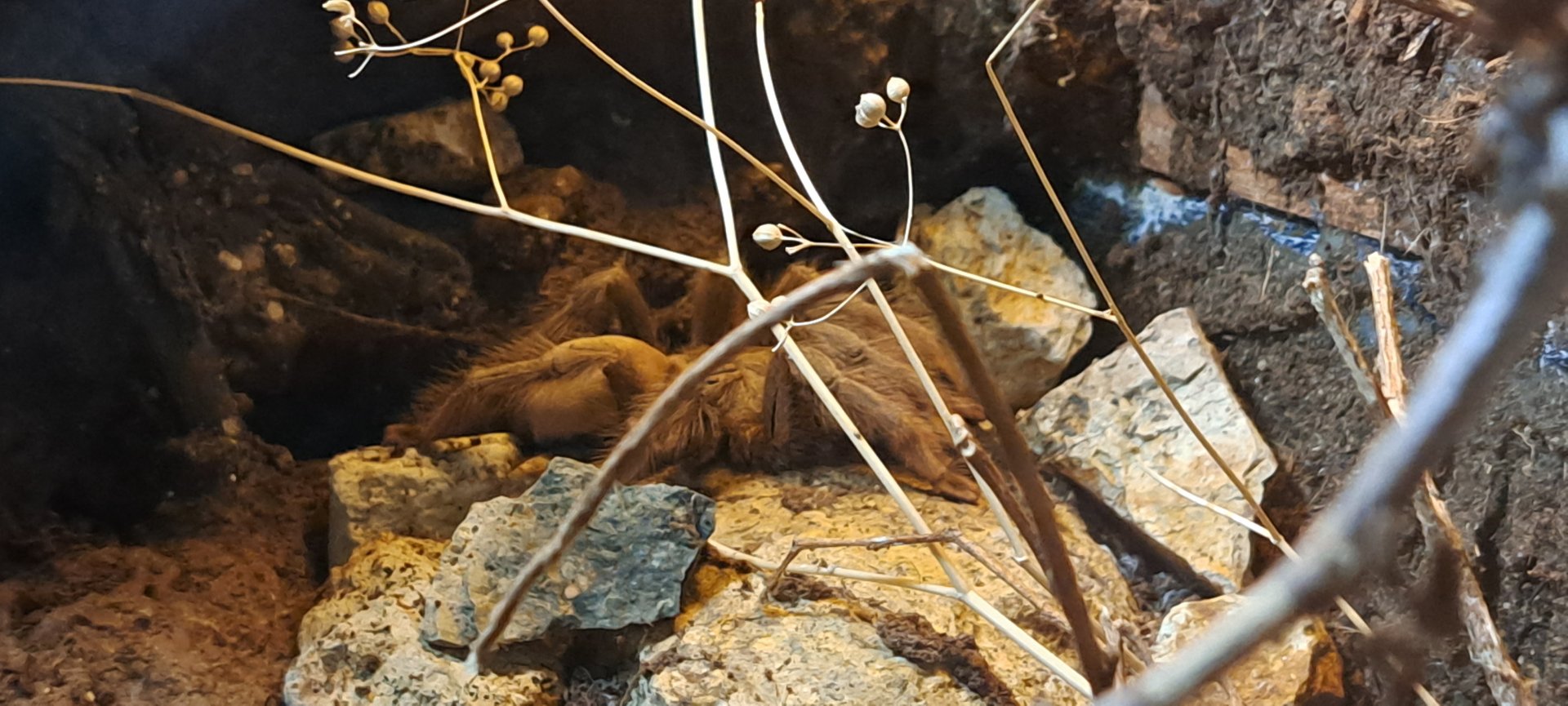 Panama Blonde Tarantula