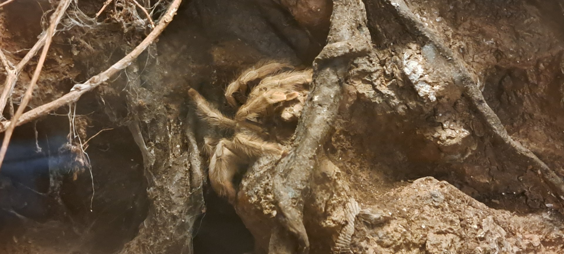 Panama Blonde Tarantula