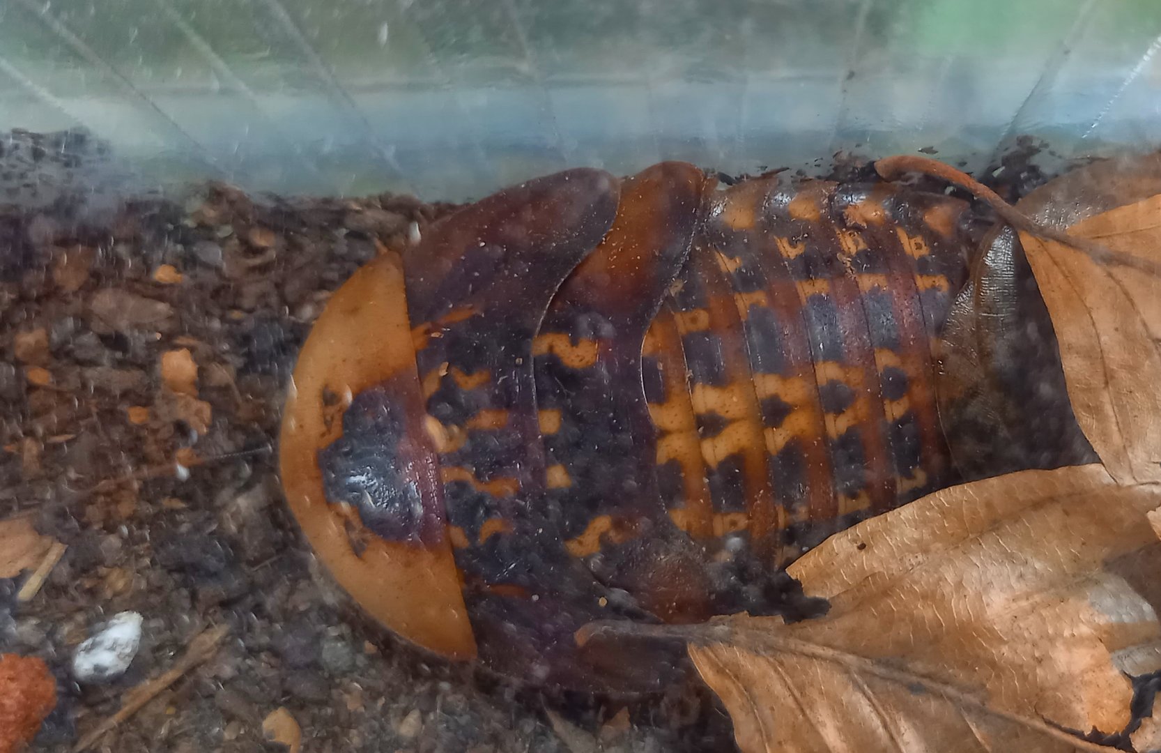 Panama giant cockroach - Archimandrita species