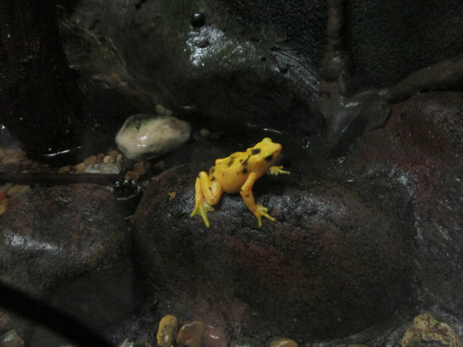 panama golden frog houston zoo
