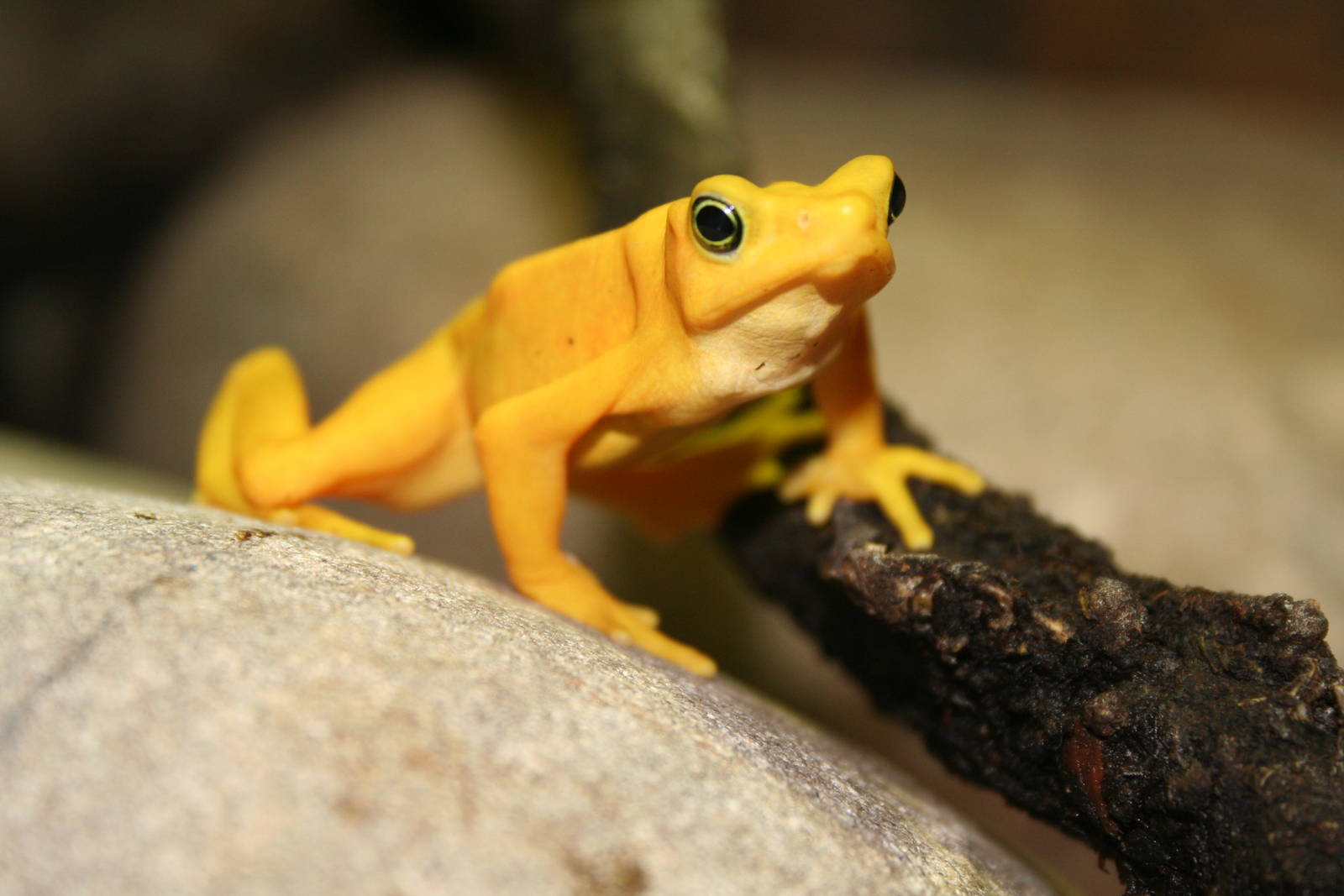 Panama golden frog  Sept. 08