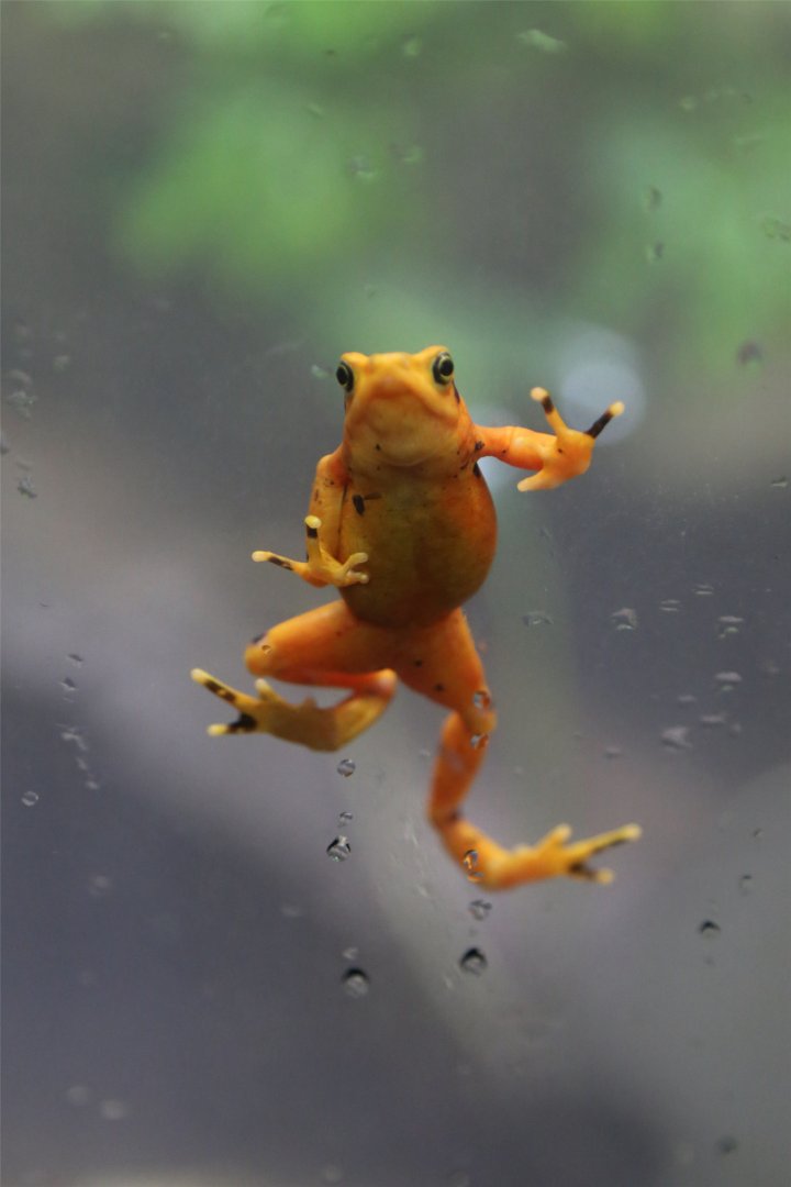 Panama Golden Frog