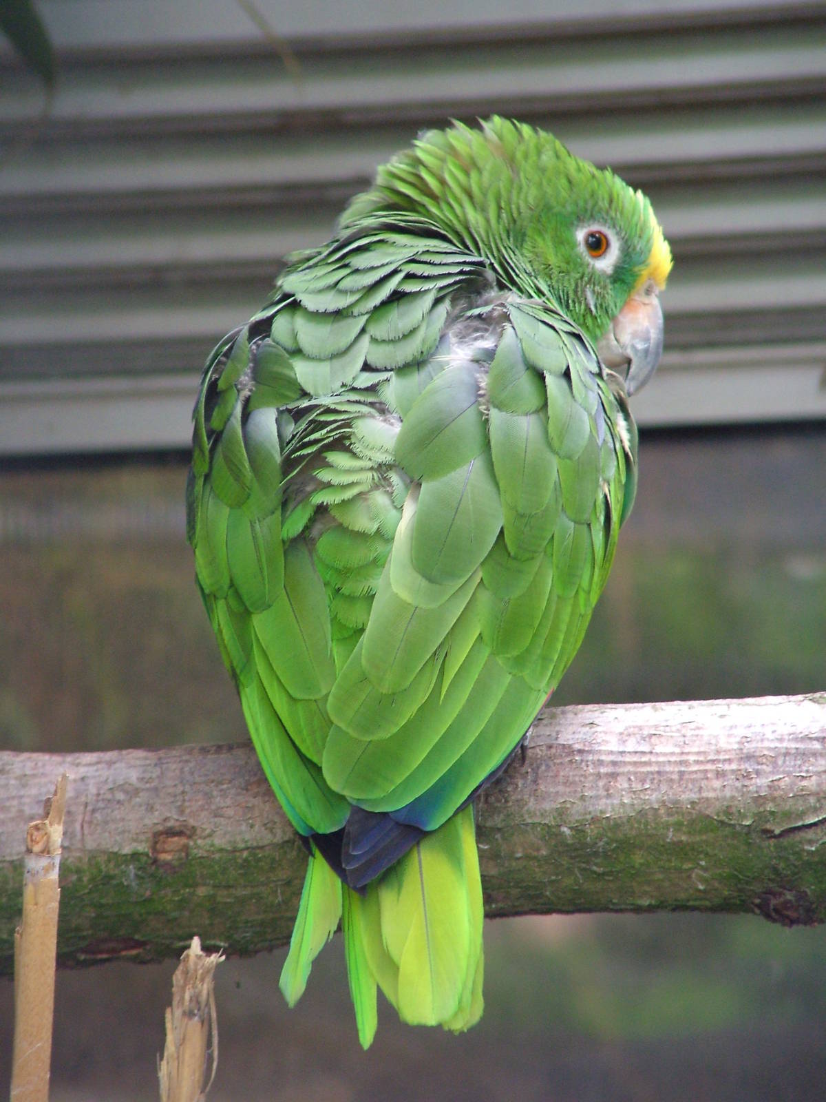Panama Yellow-fronted Amazon at NOP, Veldhoven 16/05/09
