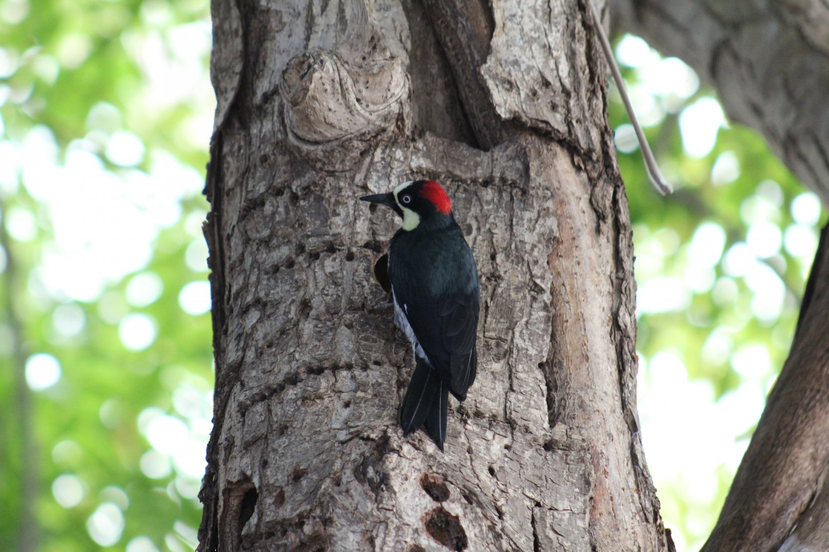 Panamanian Acorn Woodpecker
