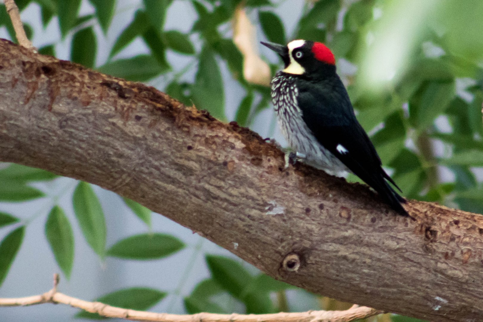 Panamanian acorn woodpecker