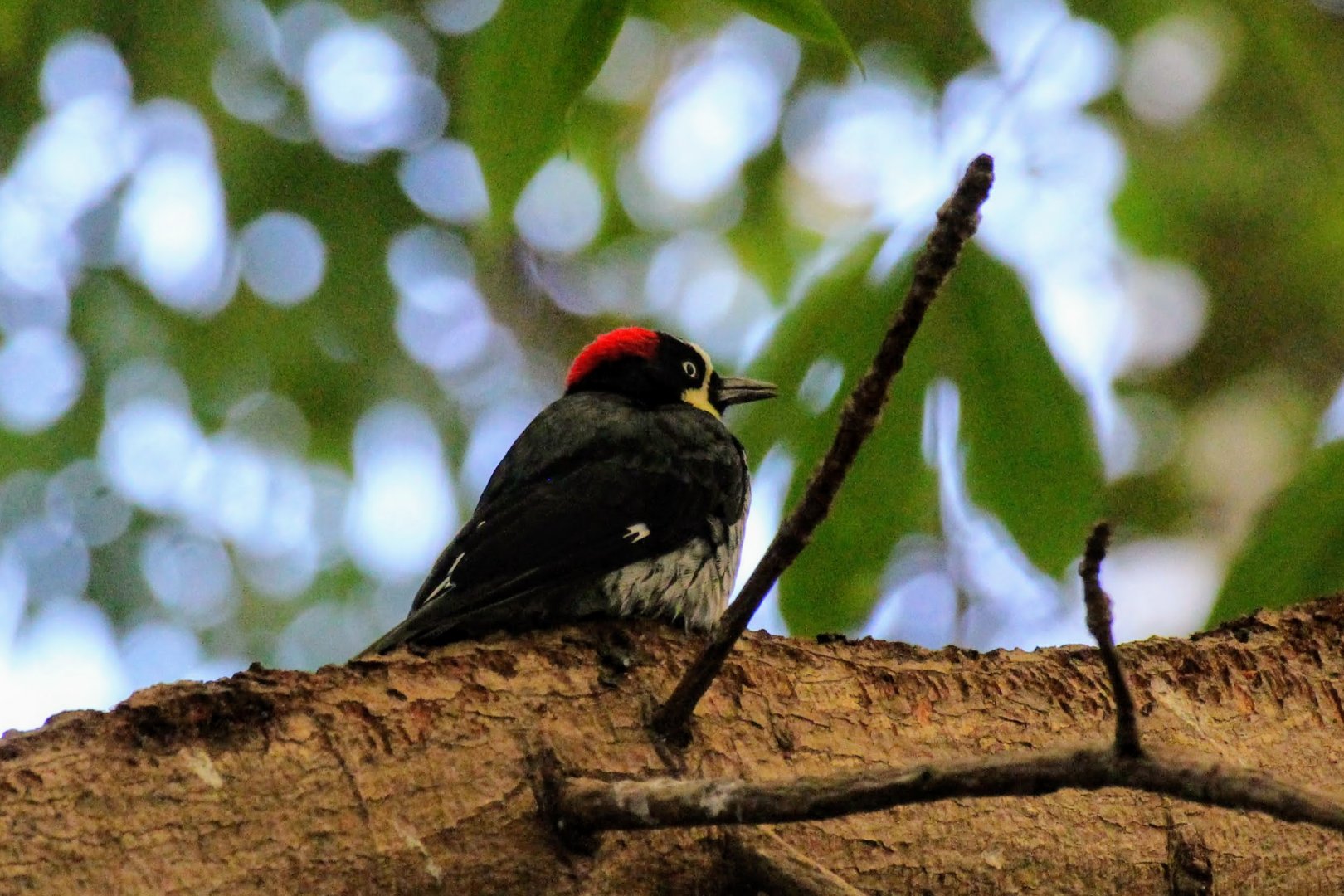 Panamanian Acorn Woodpecker