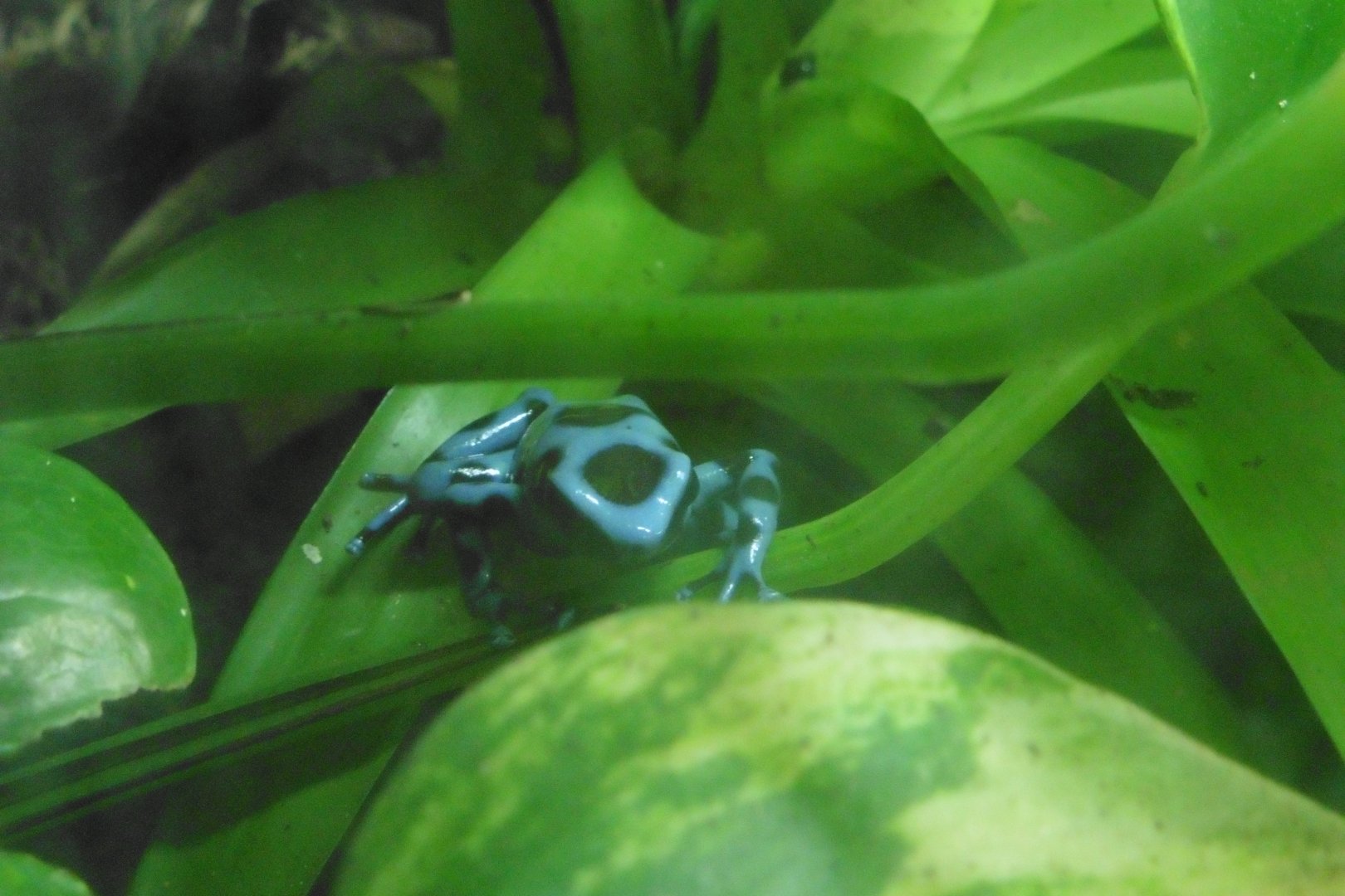 Panamanian Blue & Green Poison Dart Frog
