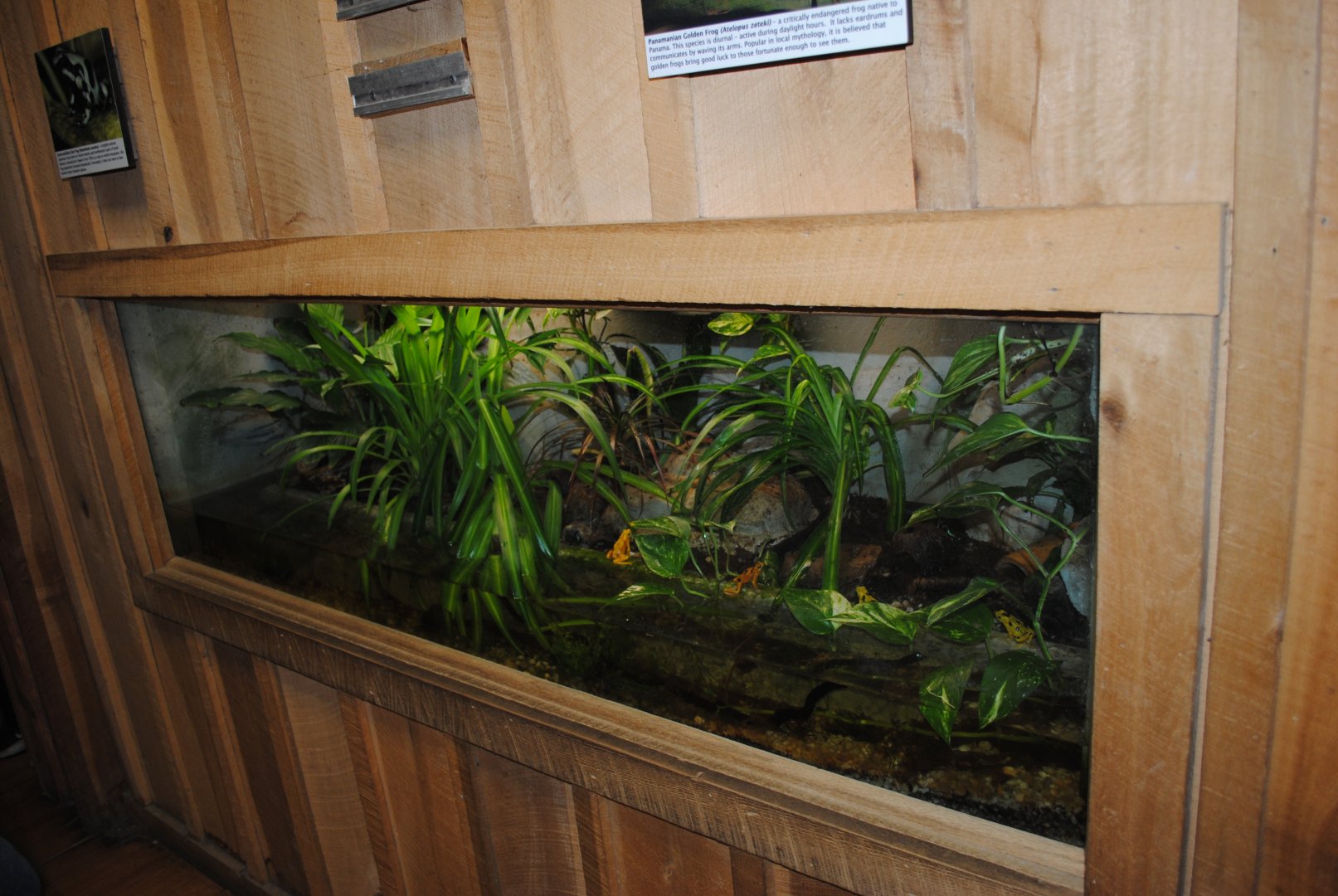 Panamanian Gold Frogs/Green-and-black Poison Dart Frogs Terrarium (The Bayou Pavilion)