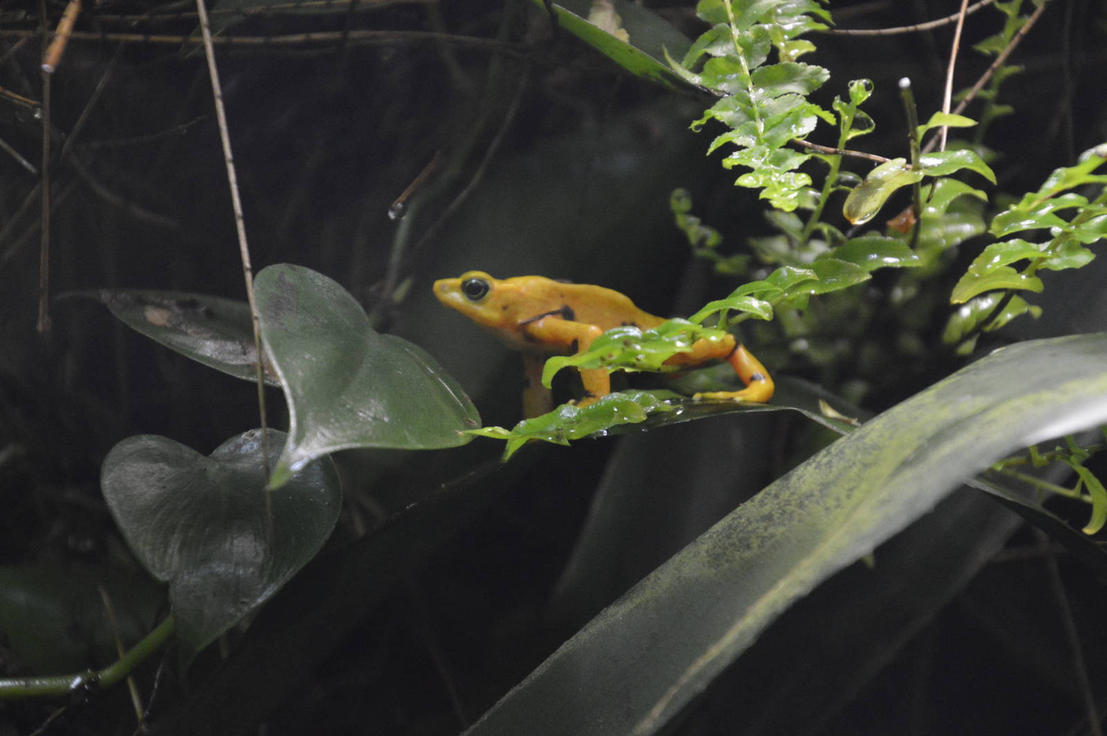 Panamanian Golden Frog 031215