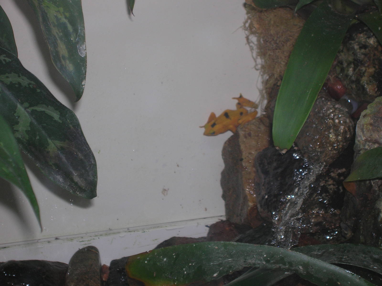 Panamanian Golden Frog 2-23-09